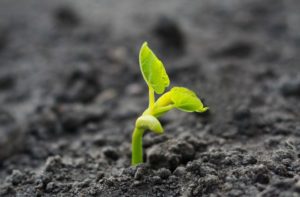 The Innovation Sprout of Ingenius