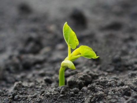 The Innovation Sprout of Ingenius