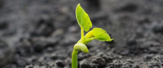 The Innovation Sprout of Ingenius